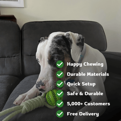 EssencePet™ Bungee Tug Toy