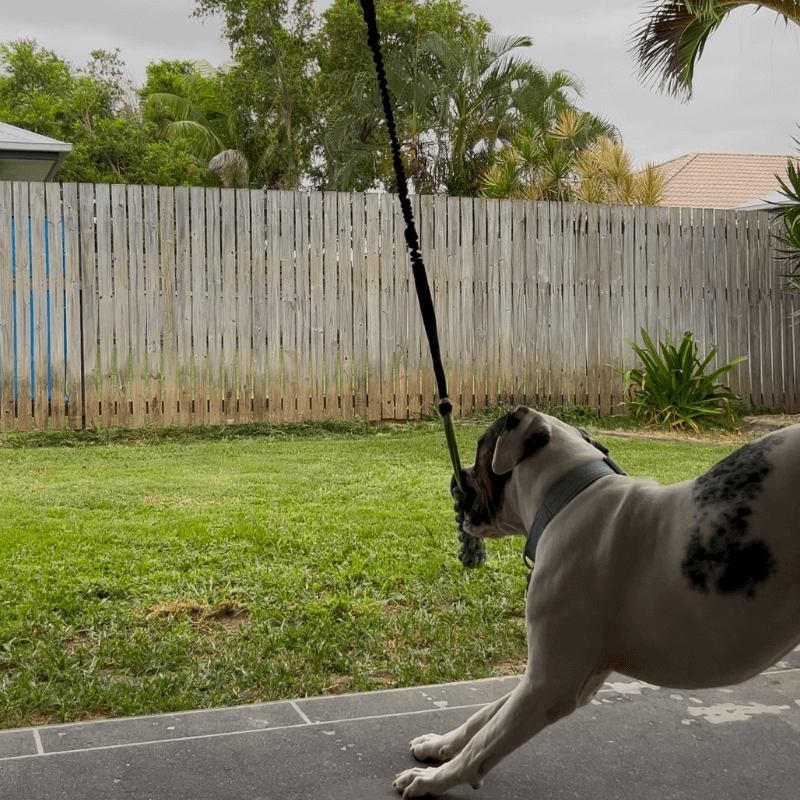 EssencePet™ Bungee Tug Toy