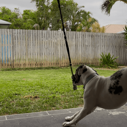 EssencePet™ Bungee Tug Toy