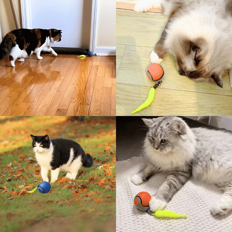 Speedy Tail 2.0